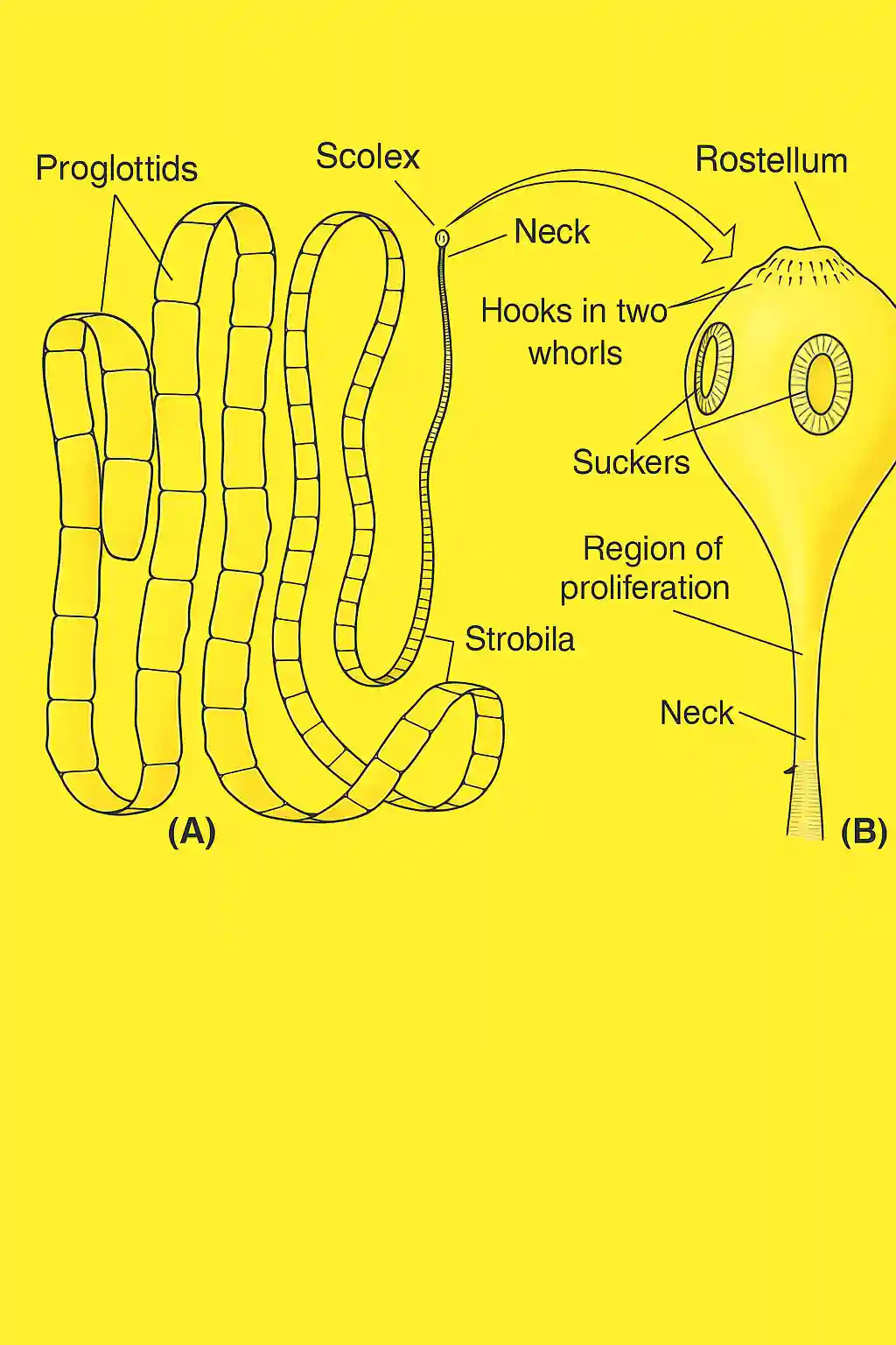 फीता कृमि क्या है | फीता कृमि का नामांकित चित्र | tapeworm In hindi 1 peakstu.in file 0000000017b861f9b0d7ef7f3e4cf773 1